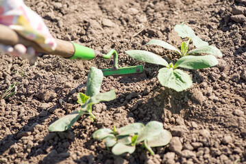Removing grass with hoe in garden. Pumpkin plants growing in the garden