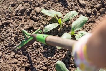 Removing weeds from the garden with a tool hoe. Weeding garden with pumpkins growing - obrazy, fototapety, plakaty