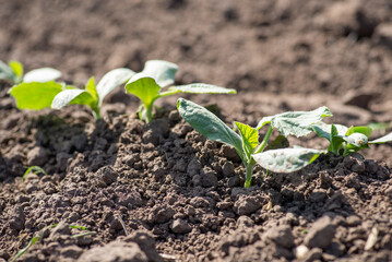 Close-up of small pumpkin plants growing in garden. Growing pumpkins