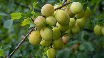 green unripe red plum grows and ripens on a branch of a plum tree. plum cultivation concept