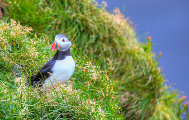 Atlantic puffins (Fratercula arctica) on a rock - Iceland