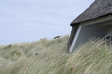 house cut in the dune