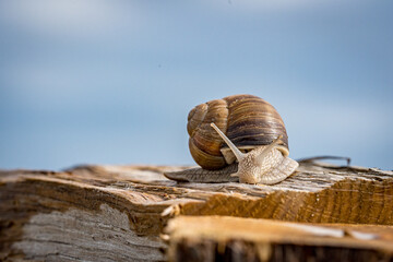 snail on a tree