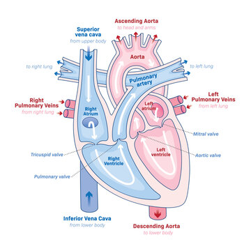 Human Heart, Anatomy of the Heart, The Heart process, Circulatory system, Blood Flow, illustration