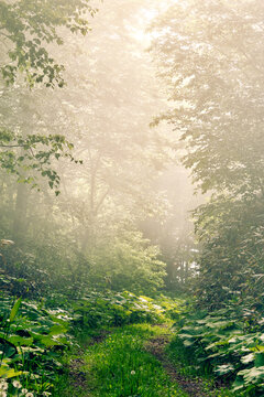 Track in misty woodland lit by morning sunlight © Alex Fukuda