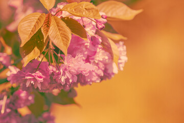 Blossoming orchard. Spring nature background. Branches with flowering cherry flowers