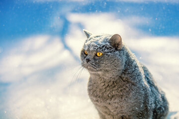 Blue British shorthair cat sitting outdoors in winter