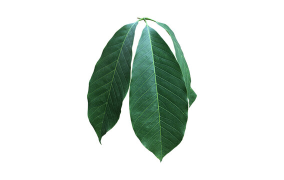 Isolated hevea brasiliensis or rubber leaf with clipping paths.