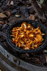 Fresh chanterelle mushrooms