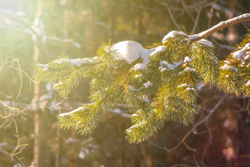 Pine tree branch in forest at sunny winter day with sunlight rays. Wintertime landscape in the woodland before Christmas holidays. Fir tree needles at snow