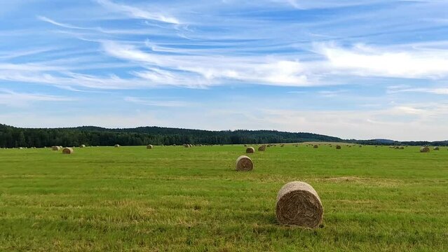 Rolls of golden haystacks on the farm field. Harvesting wheat in summer