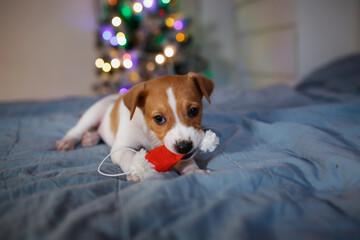 Funny puppy in santa hat on bed in front of Christmas tree with lights