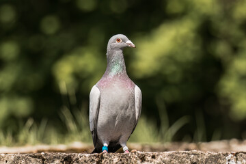 The farm sports pigeon is resting on the wall. A pigeon with rings on its legs, and there are identification numbers on the rings. Breeding bird