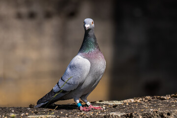 The farm sports pigeon is resting on the wall. A pigeon with rings on its legs, and there are identification numbers on the rings. Breeding bird