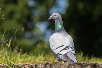Fototapeta premium The farm sports pigeon is resting on the wall. A pigeon with rings on its legs, and there are identification numbers on the rings. Breeding bird