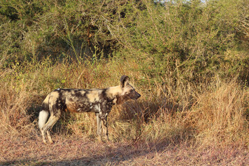 Afrikanischer Wildhund / African wild dog / Lycaon pictus.