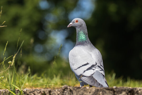 The farm sports pigeon is resting on the wall. A pigeon with rings on its legs, and there are identification numbers on the rings. Breeding bird