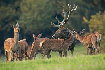 Red deer stag covered in mud standing surrounded by the rest of the herd. Wild animals together on...