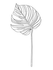 Hand drawn outlined Monstera palm plant leaf, isolated on white background, contour vector illustration