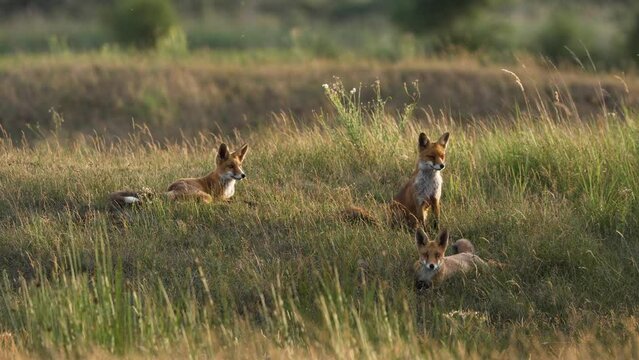 Wide shot showing group of young red foxes resting in park at sunset
