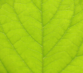 Naklejka na ściany i meble Green leaf textures, macro photo show detail of a leaf