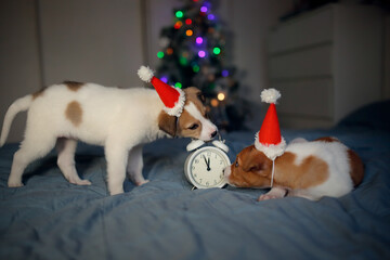 Fototapeta Two Funny puppies in santa hats with clock on bed, Christmas tree with lights obraz