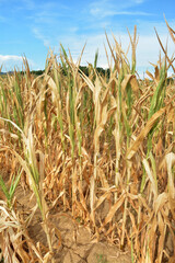 Dry corn fields due to drought