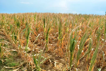 Fotobehang Dry corn fields due to drought © Luigi Bertello Photo