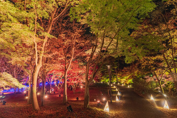 国営武蔵丘陵森林公園　紅葉見ナイト