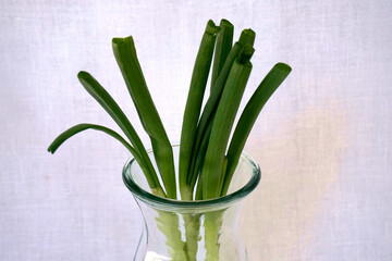 Drei Lauchstangen aufrecht stehend in einer Glasvase wie ein Blumenstrauss auf einer Tischdecke Nahaufnahme oberer Teil der Vase