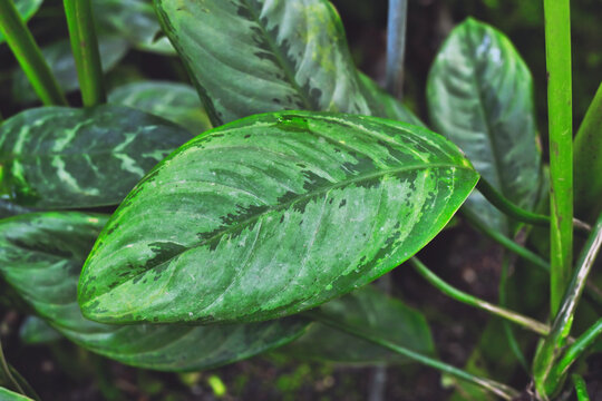 Leaf of exotic 'Aglaonema Robeleynii' houseplant