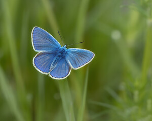 Common blue butterfly in a green meadow