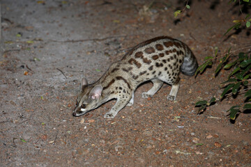 Südliche Großfleck-Ginsterkatze / South African large-spotted genet / Genetta tigrina