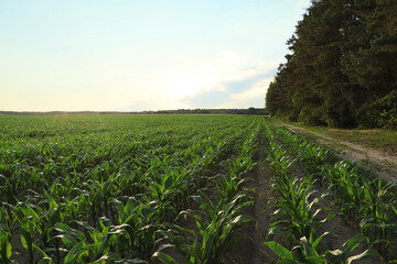 Beautiful agricultural field with green corn plants on sunny day