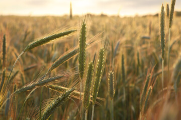 Fototapeta premium Beautiful agricultural field with ripening wheat, closeup