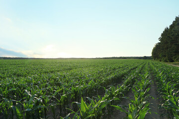 Beautiful agricultural field with green corn plants on sunny day