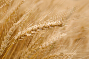 Fototapeta premium Beautiful ripe wheat spikes in agricultural field