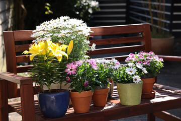Many different beautiful blooming plants in flowerpots on wooden bench outdoors