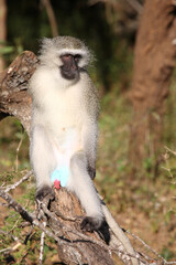 Grüne Meerkatze / Vervet monkey / Cercopithecus aethiops .