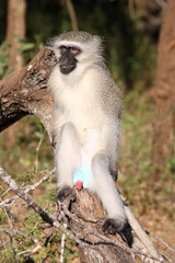 Grüne Meerkatze / Vervet monkey / Cercopithecus aethiops .