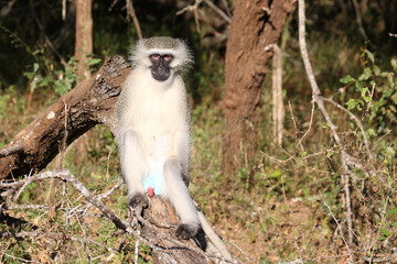 Grüne Meerkatze / Vervet monkey / Cercopithecus aethiops .
