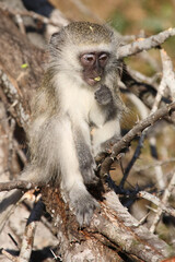 Grüne Meerkatze / Vervet monkey / Cercopithecus aethiops .