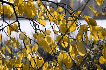 yellow leafs filter in autumn