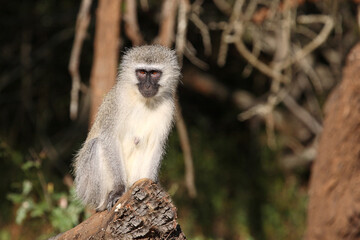 Grüne Meerkatze / Vervet monkey / Cercopithecus aethiops .