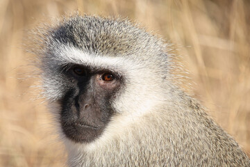 Grüne Meerkatze / Vervet monkey / Cercopithecus aethiops .