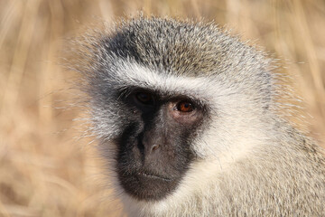 Grüne Meerkatze / Vervet monkey / Cercopithecus aethiops .