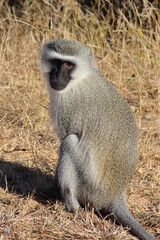 Grüne Meerkatze / Vervet monkey / Cercopithecus aethiops .
