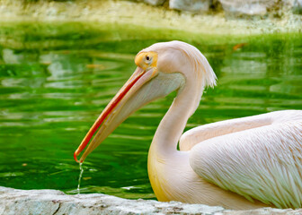 Great white pelican (Pelecanus onocrotalus) swimming in a lake filled with green water.