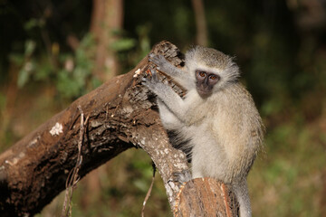 Grüne Meerkatze / Vervet monkey / Cercopithecus aethiops ..