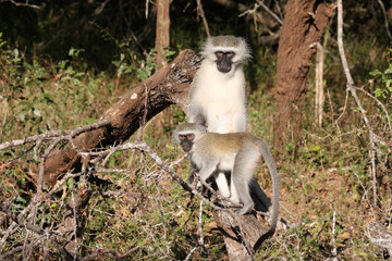 Grüne Meerkatze / Vervet monkey / Cercopithecus aethiops ..